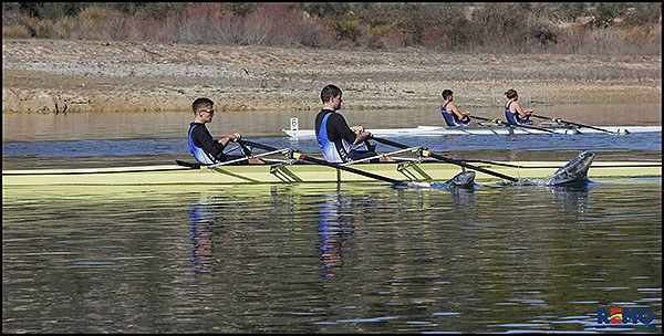 Excelentes resultados para los equipos del RCN Torrevieja, en la I Regata de promoción remo olímpico.