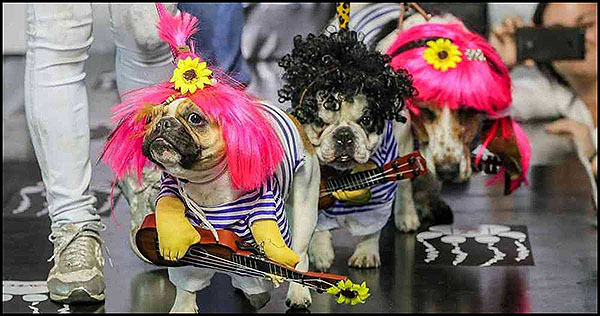Llega el “Carnaval Animal”