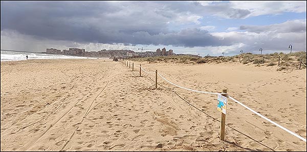 Nuevo balizado de más de 400 metros lineales para salvaguardar la nidificación del chorlitejo patinegro en la playa de La Mata