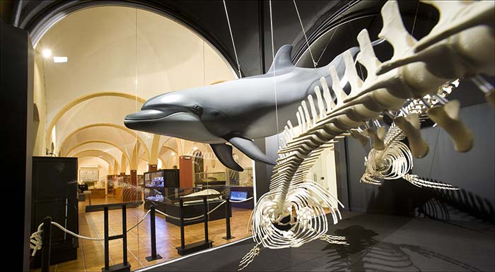 El Museo de Historia Natural reabre durante dos meses en otoño con visitas guiadas gratuitas realizadas por Ars Creatio