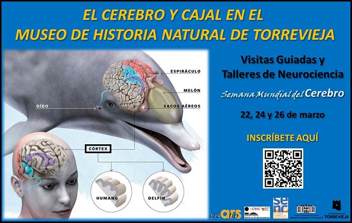 Ars Creatio organiza a partir del hoy visitas guiadas y talleres de Neurociencia en el Museo de Historia Natural por la Semana Mundial del Cerebro