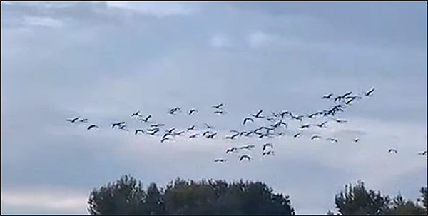 Un año más, los flamencos parecen que volverán a reproducirse con éxito en la laguna de Torrevieja.