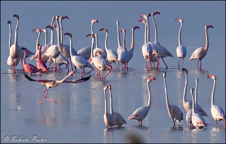Una pareja de flamencos enanos se establece por primera vez en la laguna de Torrevieja.