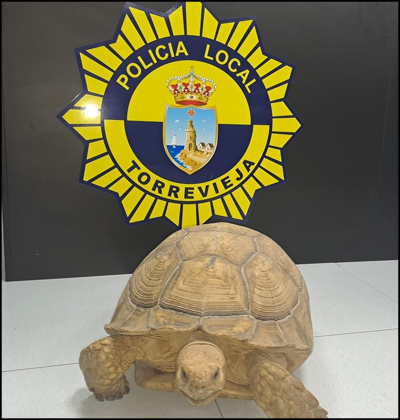 Un ciudadano entrega a la Policía Local de Torrevieja una tortuga de «espolones africana»