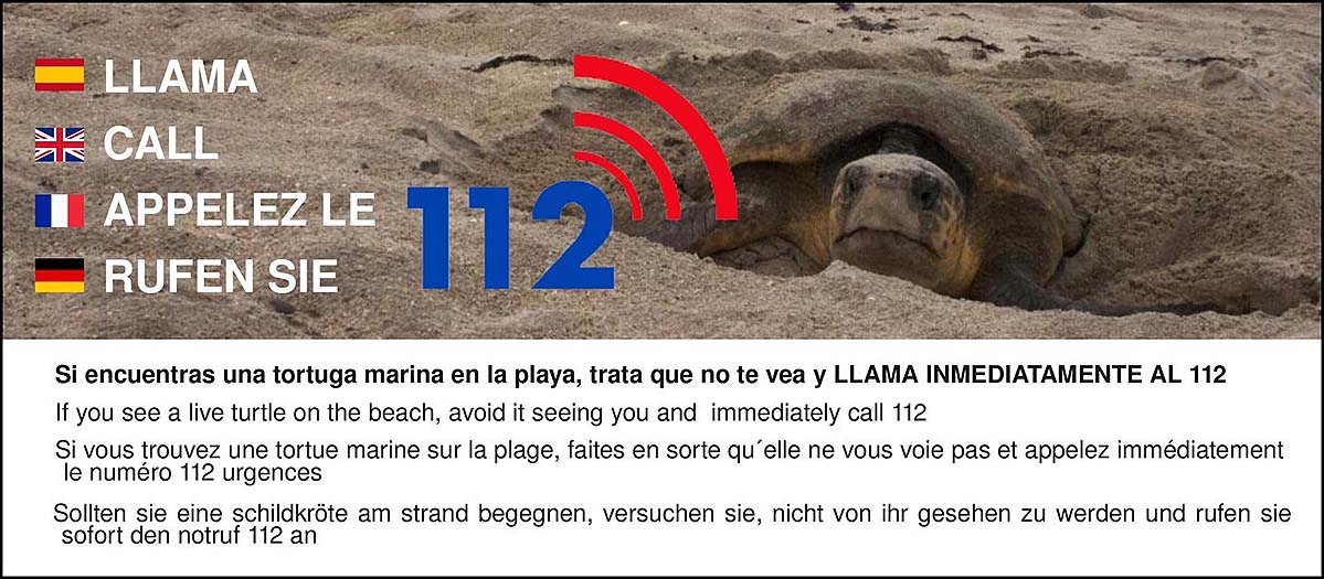 Comienza la “Alerta tortuga” en el distrito marítimo de Torrevieja.