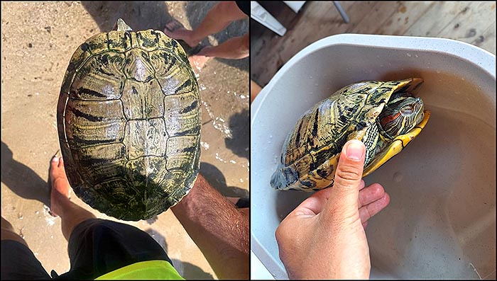 Galápago de florida en playa de los náufragos.