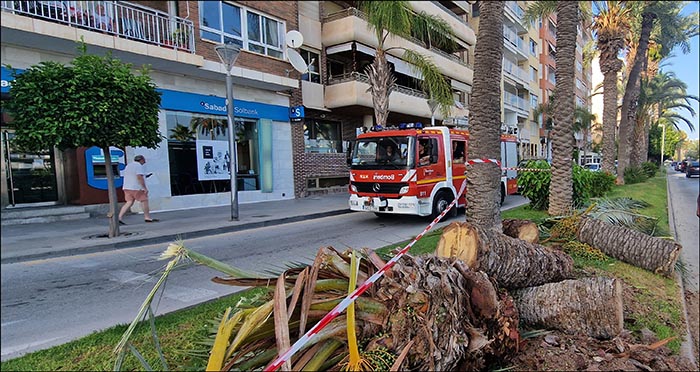 Cae una palmera en el Paseo Vista Alegre.