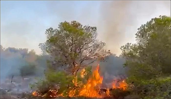 Los bomberos de Torrevieja sofocaron un incendio en el parque natural de La Mata.