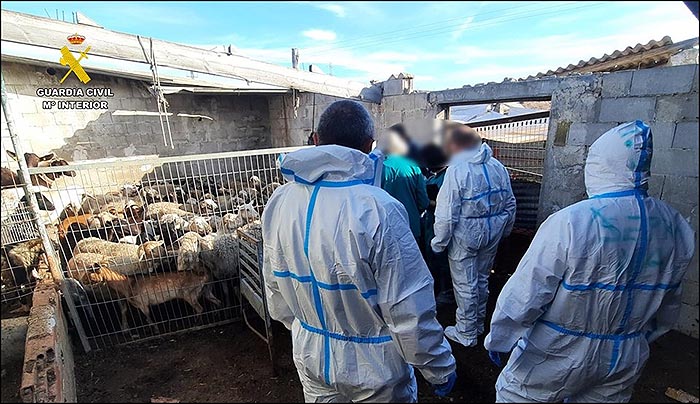 22 implicados en el sacrificio clandestino de ganado para la venta ilegal de la carne.