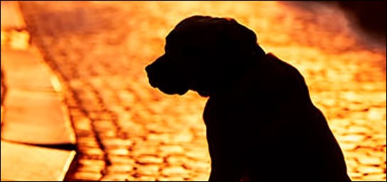 Comunicado de la concejalía de Protección Animal.