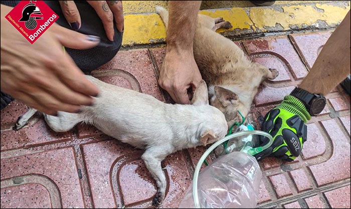 Los bomberos de Torrevieja salvan a dos perros “Chihuahua” de morir asfixiados en un incendio.