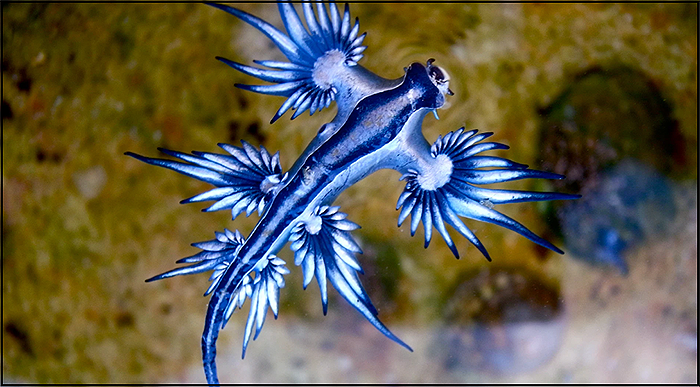 El “Dragón azul” visita de nuevo las playas de Torrevieja