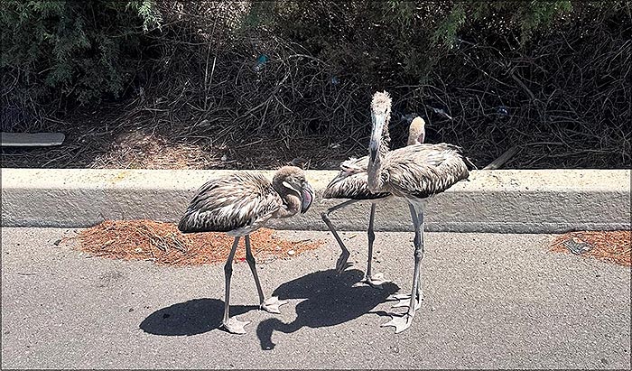 Dos torrevejenses salvan a tres pollos de flamenco de ser atropellados en la CV-95