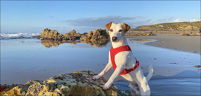 Sueña Torrevieja presenta una moción para la creación de una playa canina en la zona de Cabo Cervera