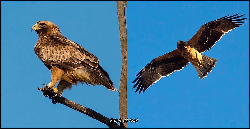 Águilas calzadas en el Parque Natural de las Lagunas de Torrevieja y La Mata