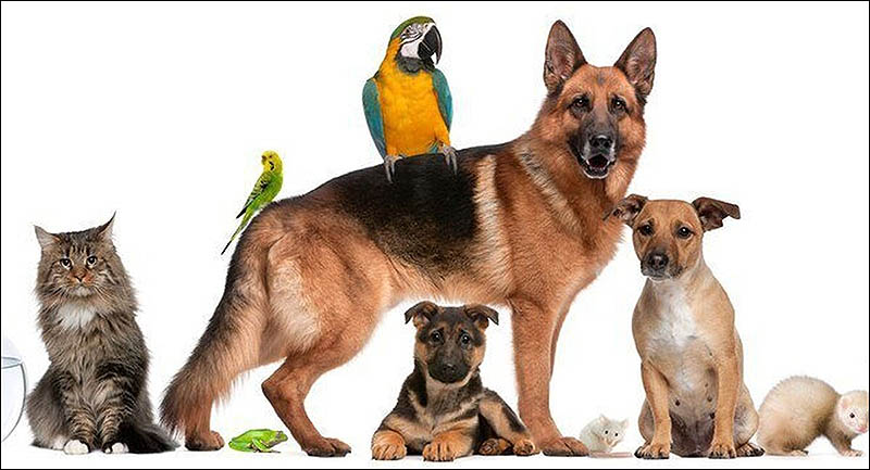 Hoy se celebra una jornada de conocimiento sobre la nueva Ley de Protección Animal