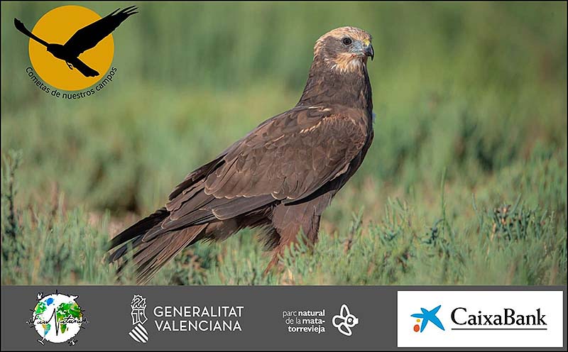 Jornada de restauración ecológica en el Parque Natural por el Día Mundial de los Humedales