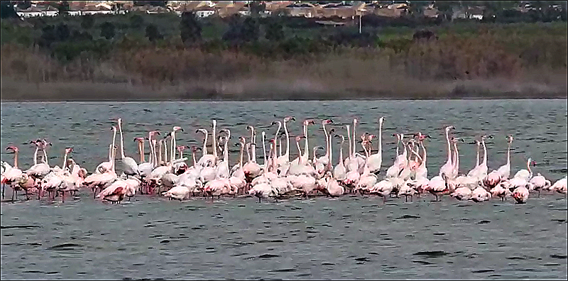 Comienza el cortejo de los flamencos en nuestras lagunas ¿A por la quinta nidificación?