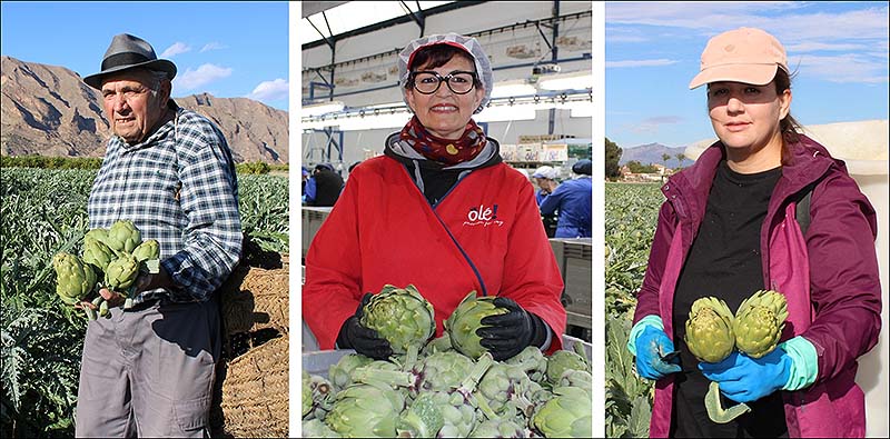 La alcachofa de la Vega Baja lanza ‘Historias con corazón’, una reivindicación del trabajo en la huerta a través de 3 generaciones