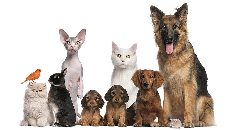 El Ayuntamiento adaptará a la nueva normativa la ordenanza municipal de tenencia de animales