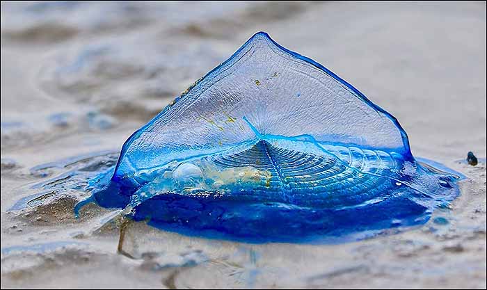 Aparece la medusa “Velella” en la costa de Torrevieja