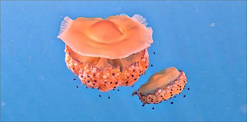 Vuelven las Medusas