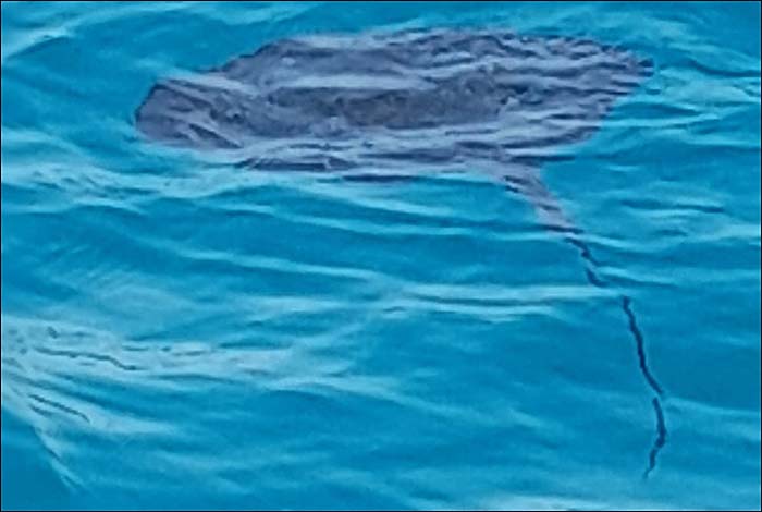 Avistamiento de Rayas Violáceas en la costa de Torrevieja
