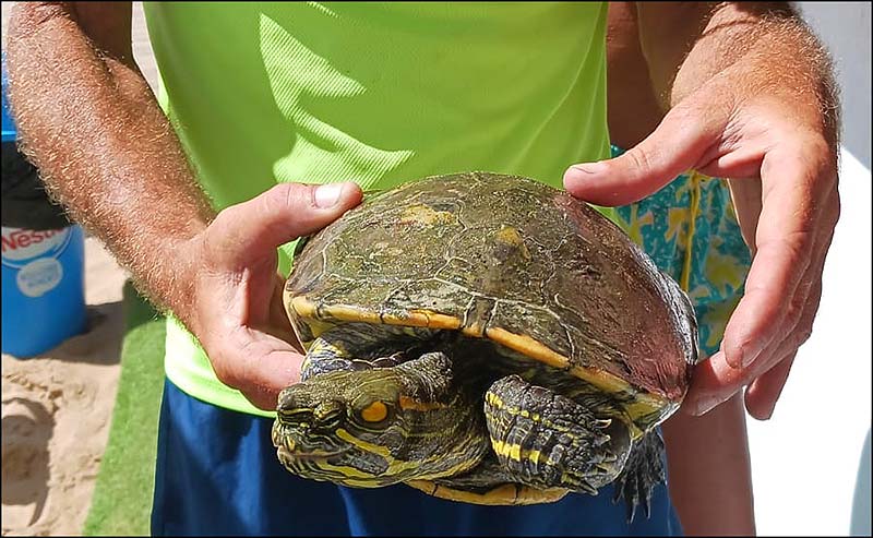 Galápago de orejas rojas en la playa de La Mata