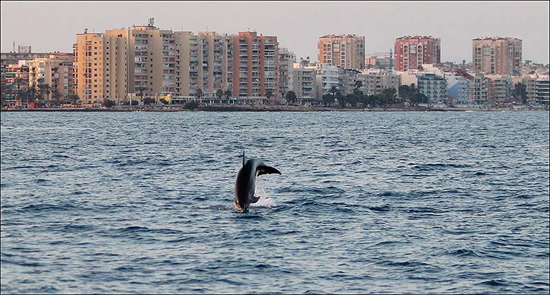 Nuevo avistamientos en la costa de Torrevieja de Delfines Mulares