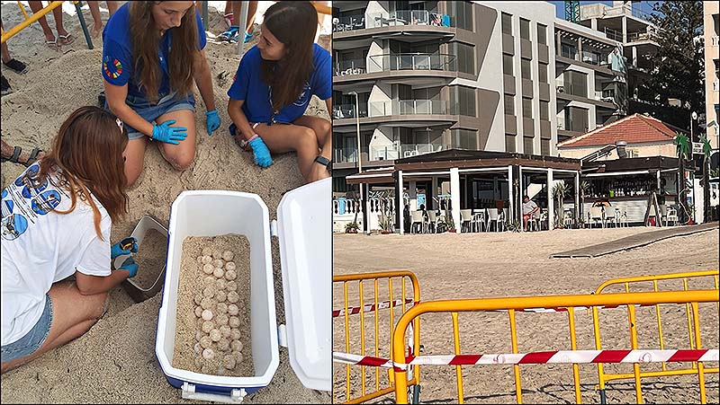 La tortuga “Puri”, elige la cercanía de otro chiringuito para poner 64 huevos