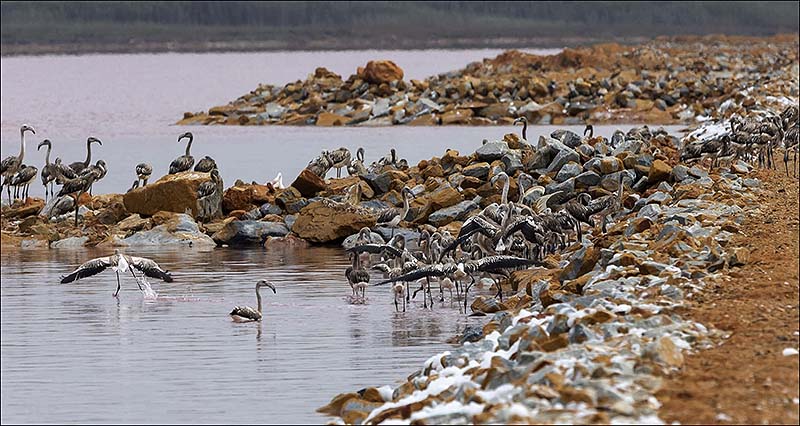 Los flamencos nacidos esta primavera en Las Salinas de Torrevieja se preparan para echar a volar