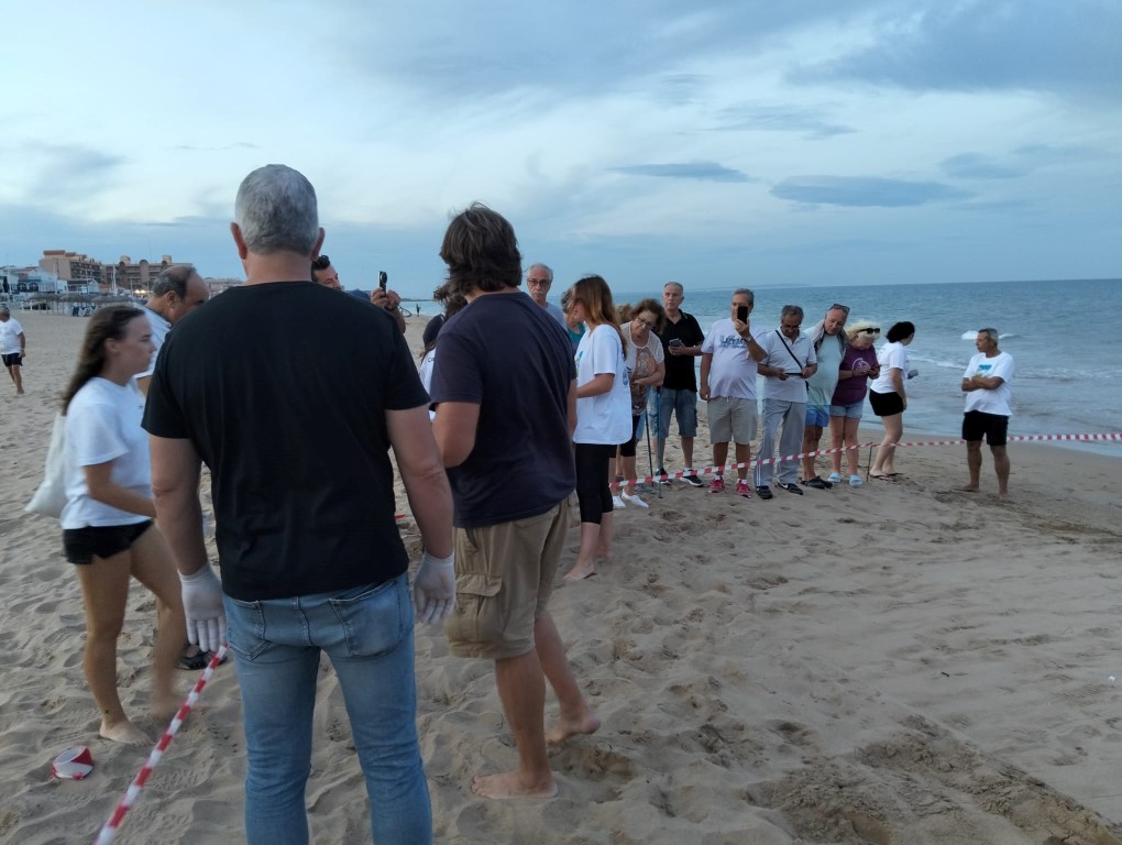 Suelta de 18 crías de la Tortuga Boba «Pura Vida» en la Playa de La Mata