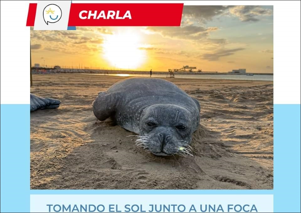 Tomando el sol junto a una foca ¿Es posible compatibilizar el turismo de playa y la conservación de la Biodiversidad?