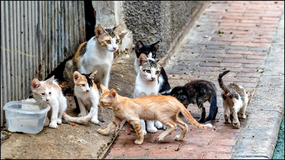 La concejalía de protección animal está desarrollando un plan municipal de localización de colonias felinas