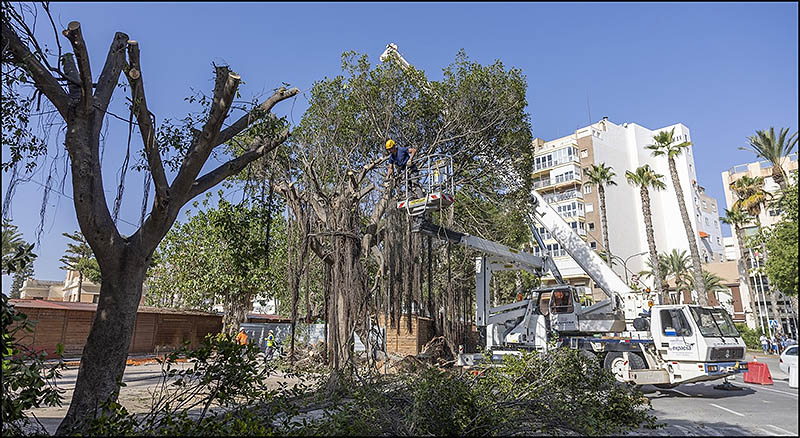 El Ayuntamiento realiza replantaciones del arbolado de la zona del Paseo de la Libertad