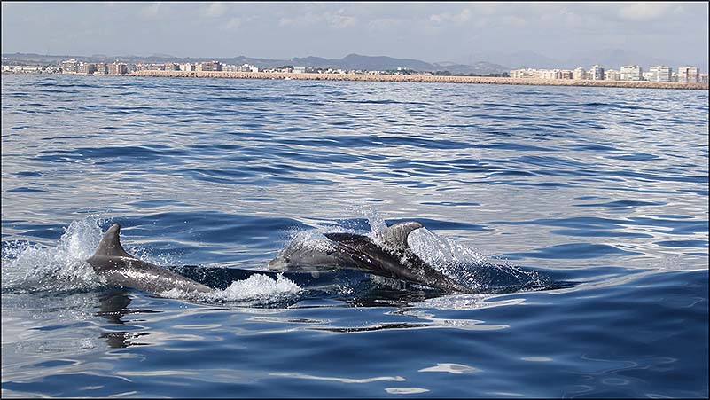 Nuevo avistamiento de delfines en la costa de Torrevieja