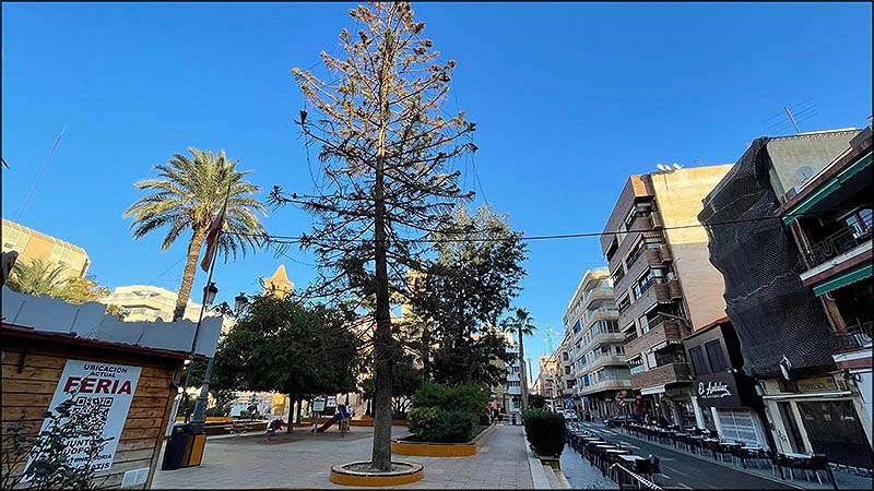 La concejalía de Parques y Jardines realiza labores de tratamiento sanitario a uno de los ejemplares de araucaria de la plaza de la Constitución