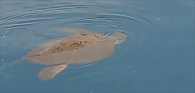 Una tortuga en el puerto de Torrevieja