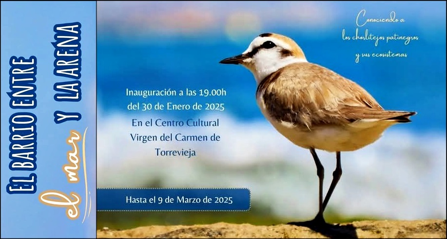 Una exposición fotográfica imprescindible para conocer al Chorlitejo patinegro