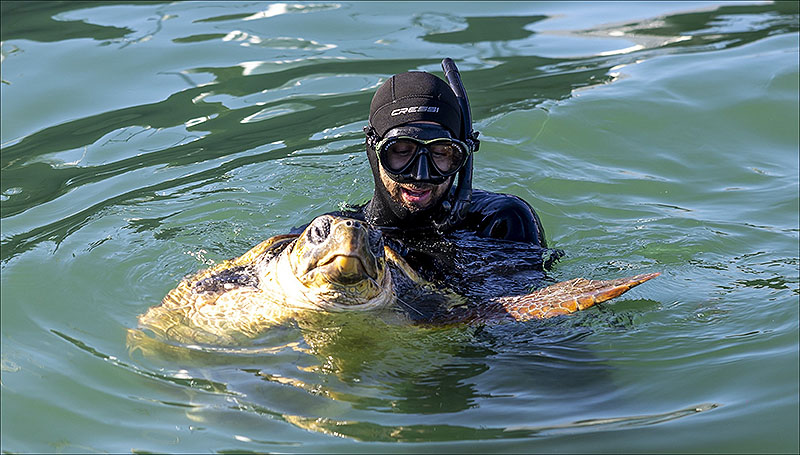 Rescatada la tortuga del puerto de Torrevieja