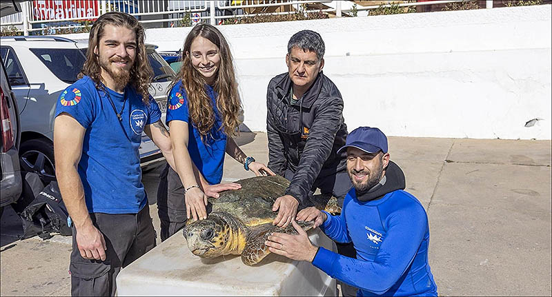 El RCN Torrevieja interviene en el rescate de “Nuca”, una tortuga desorientada