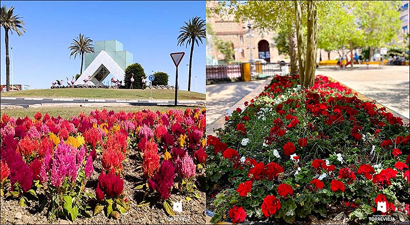 Las flores inundan cada rincón de Torrevieja en una explosión de color
