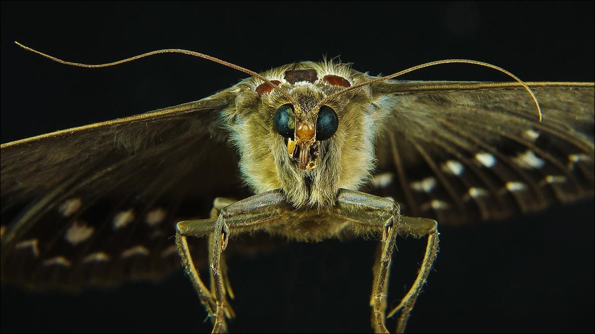 Una plaga de polillas gigantes invade el sureste de España tras una primavera inusual