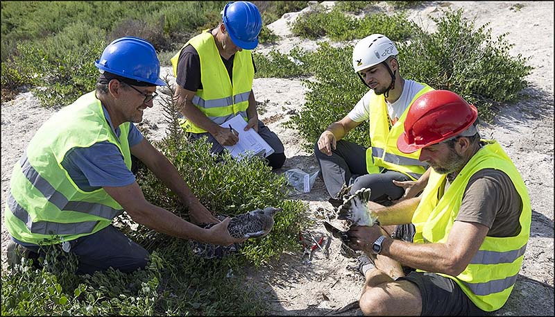 Torrevieja, paraíso de las Gaviotas Audouin: 300 polluelos anillados en las Salinas en su 10º año de seguimiento científico