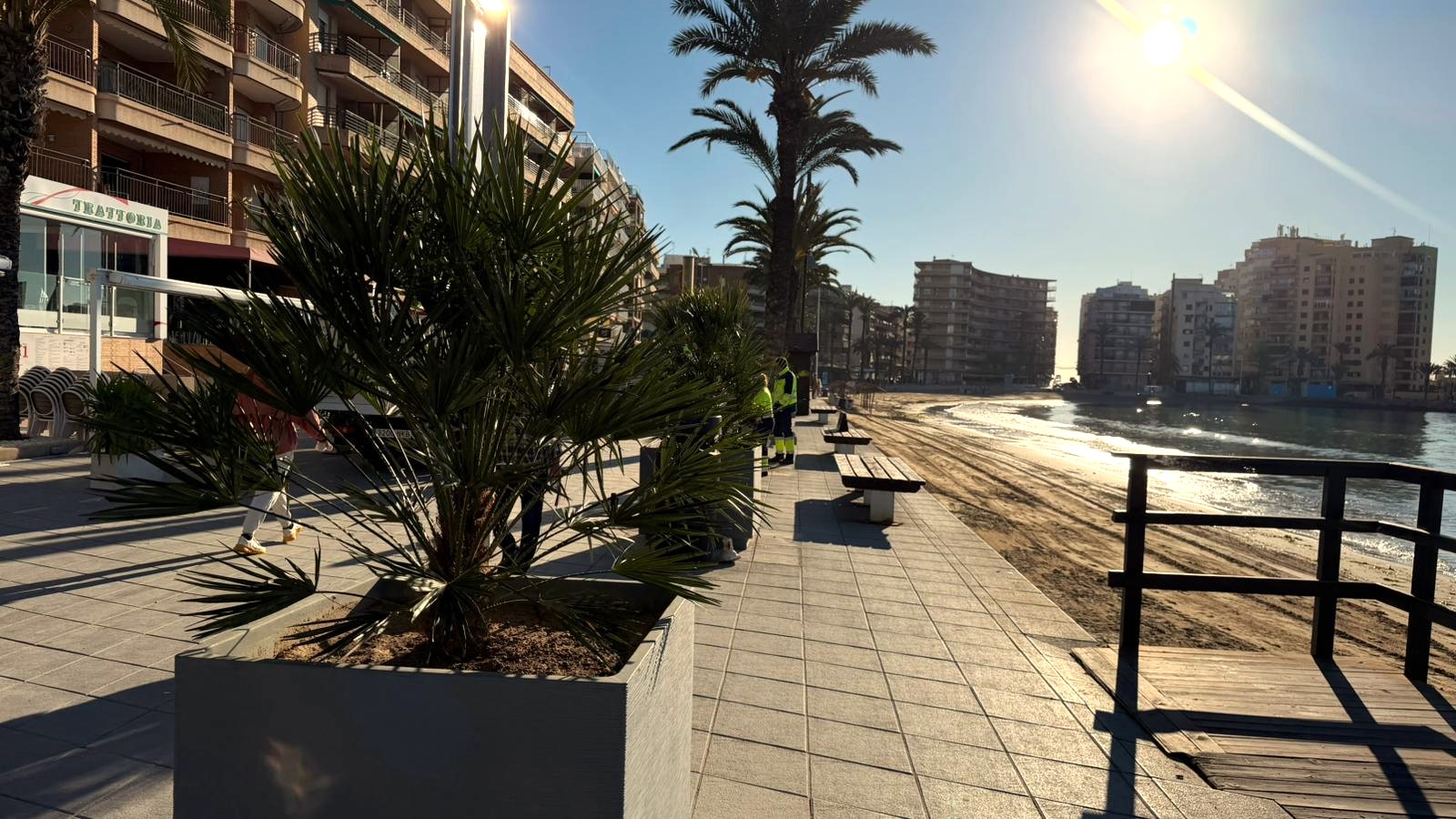 Instalados nuevos maceteros en el Paseo Marítimo Juan Aparicio tras la revisión de palmeras