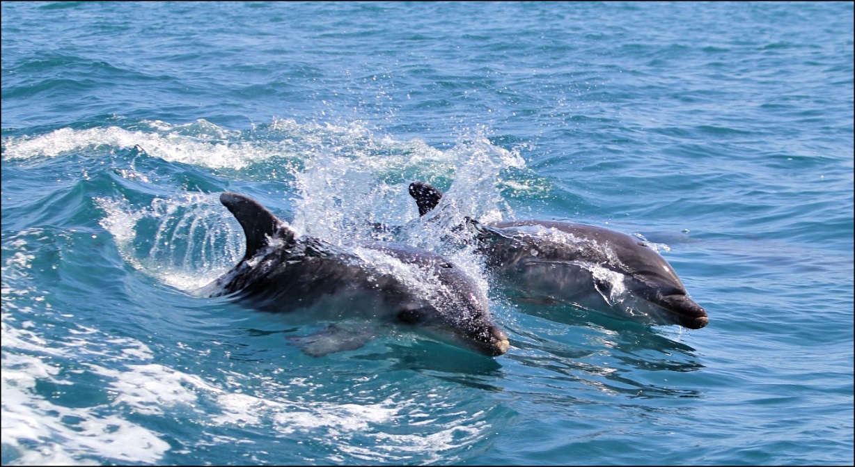 ¡Los delfines ya son los nuevos turistas VIP de Torrevieja!