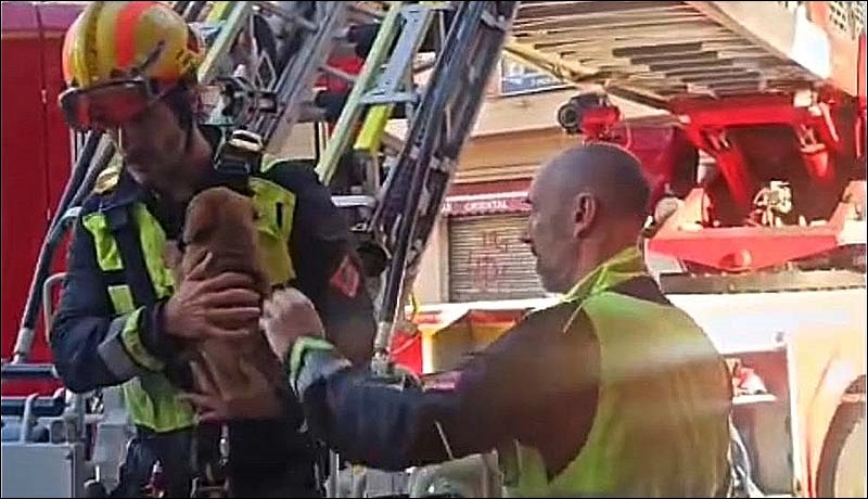Un pequeño héroe de cuatro patas salvado gracias a la solidaridad y al valor de los bomberos