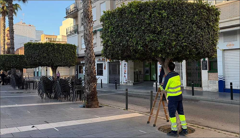 La concejalía de parques y jardines impulsa tratamientos de lucha biológica para proteger el arbolado urbano de Torrevieja